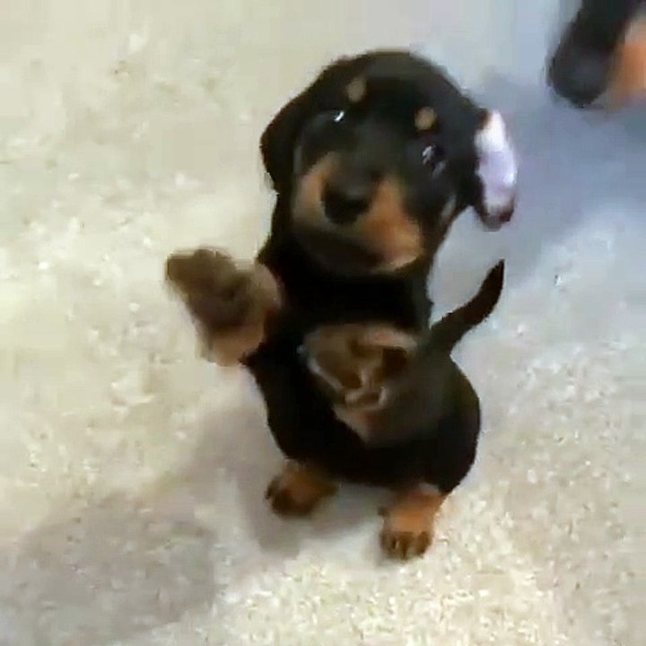 CUTE DOG PUPS