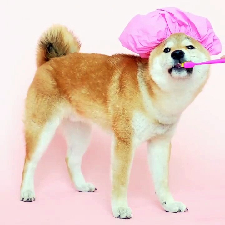 DOG TEETH BURSH