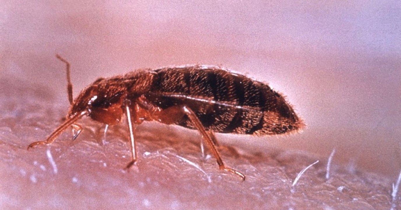 ¿Cómo la evolución experimenta con el sexo?