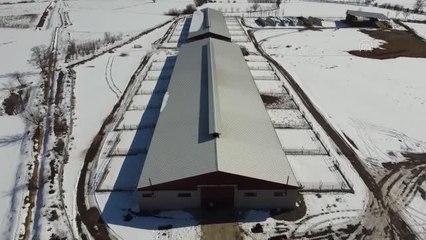 Besicilere hibe desteği ve uygun ödeme seçeneğiyle "gebe düve" alma imkanı