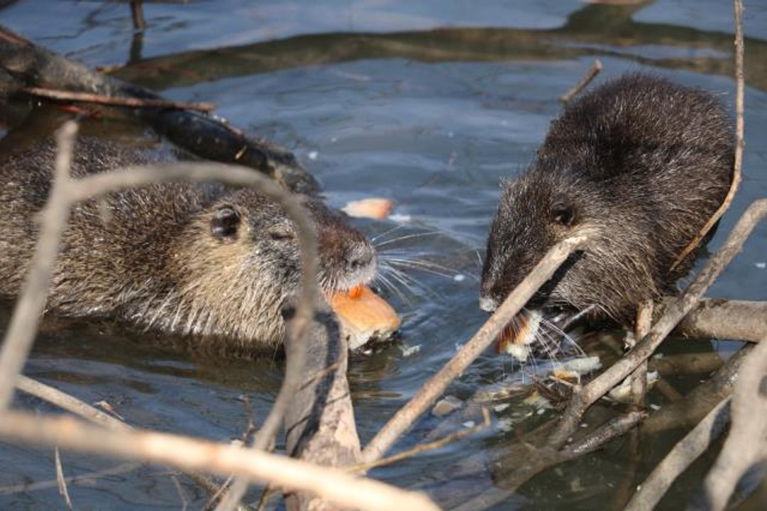 Edirne'nin su maymunları artık ekmek de yiyor