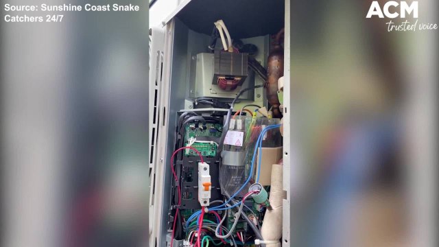 Carpet python found in air conditioning unit - Sunshine Coast Snake Catchers clip | November 11, 2021 | ACM