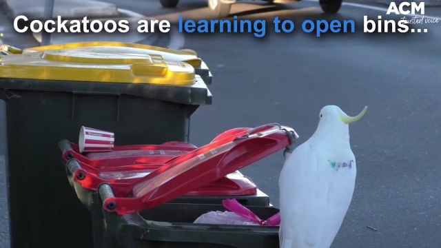 Cockatoos learning to open bin lids in suburban streets