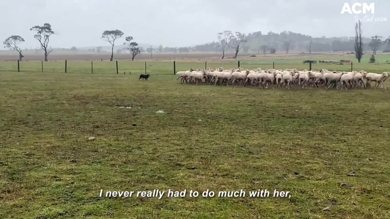 Working dog challenge - captioned