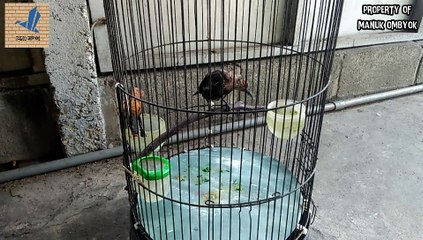 Mutasi pergantian bulu dewasa burung cucak keling camperling atau perling kumbang