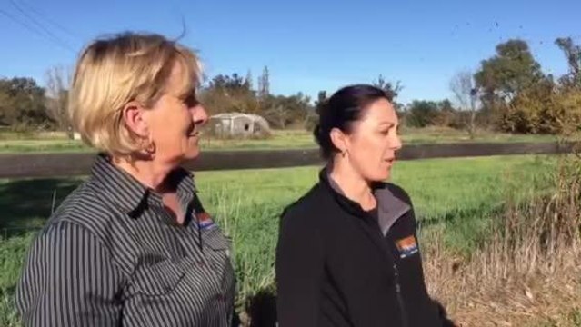 Flying foxes at Paradise