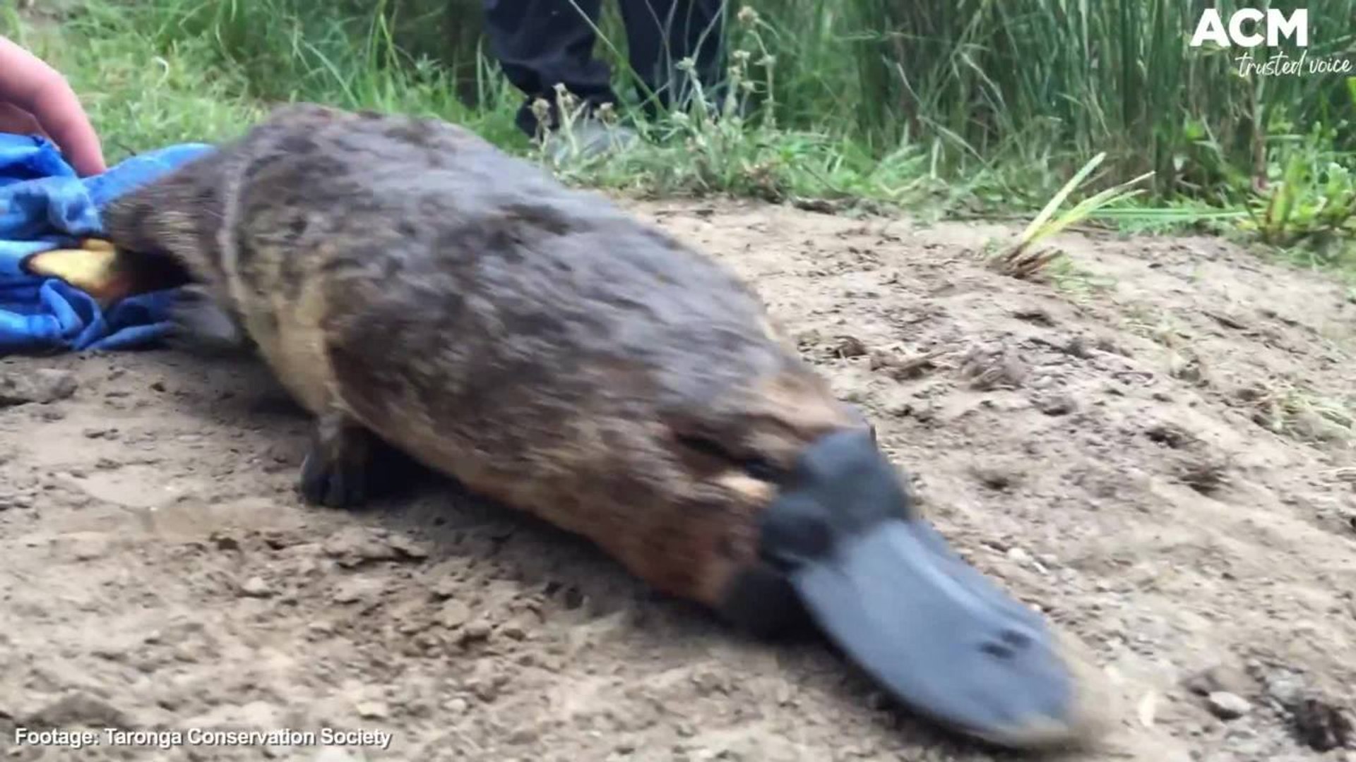 A group of 10 platypus have been re-introduced into the wild for the first time in 50 years - Septem
