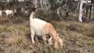 Meet the NSW Rural Fire Service's new team of goat firefighters - September 2021 - ACM