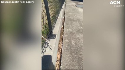 Two brown snakes rustle leaves as they mate in gutter| September 7, 2021, ACM