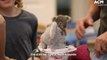 Pixie the koala is lucky to be alive after her mother fell ill soon after birth - September 2021 - ACM