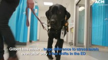 Gilbert gets to work at Launceston General Hospital as the first 'facility dog' | September 2021 | ACM