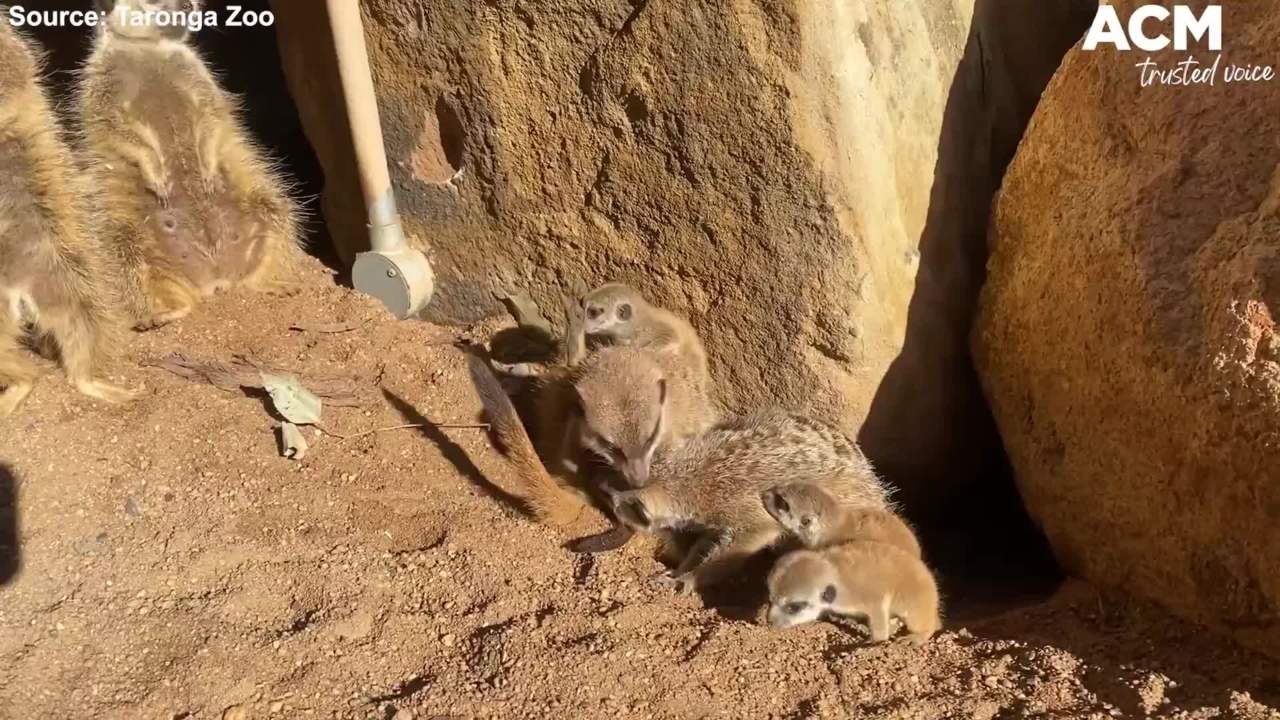 Three new meerkat pups born at Taronga Zoo | September 14, 2021, ACM