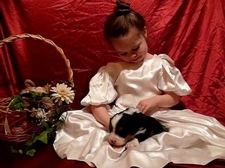 5 mars chiots R & S et notre petite www.lesbernois.com