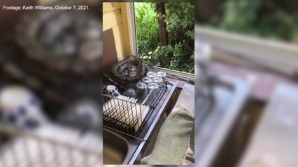Man finds snake curled up around dishes in kitchen | October 2021 | ACM