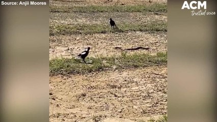 Two magpies face off with a snake | October 18, 2021 | ACM