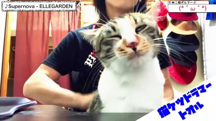 【猫ケツドラム】せがまれたのでSupernova叩いてみた - ELLEGARDEN