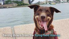 Dogs hired to keep seagulls away from Sydney Opera House | December 2021 | ACM