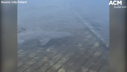 Grey nurse shark spotted in marina | November 11, 2021 | ACM