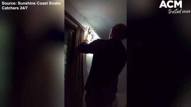 Two brown tree snakes in aircon - Sunshine Coast Snake Catchers clip | November 11, 2021 | ACM