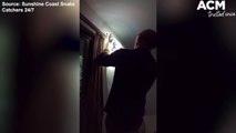 Two brown tree snakes in aircon - Sunshine Coast Snake Catchers clip | November 11, 2021 | ACM