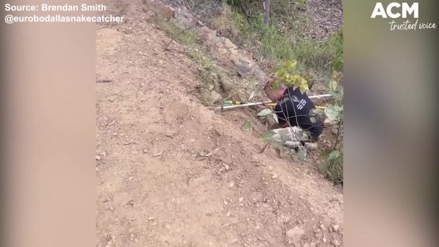 Snake catcher teaches people about the reptiles - Eurobodalla Snake Catcher Brendan Smith Clips | November 17, 2021 | ACM