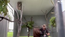 Recovering koalas released into sanctuary | December 2021 | ACM