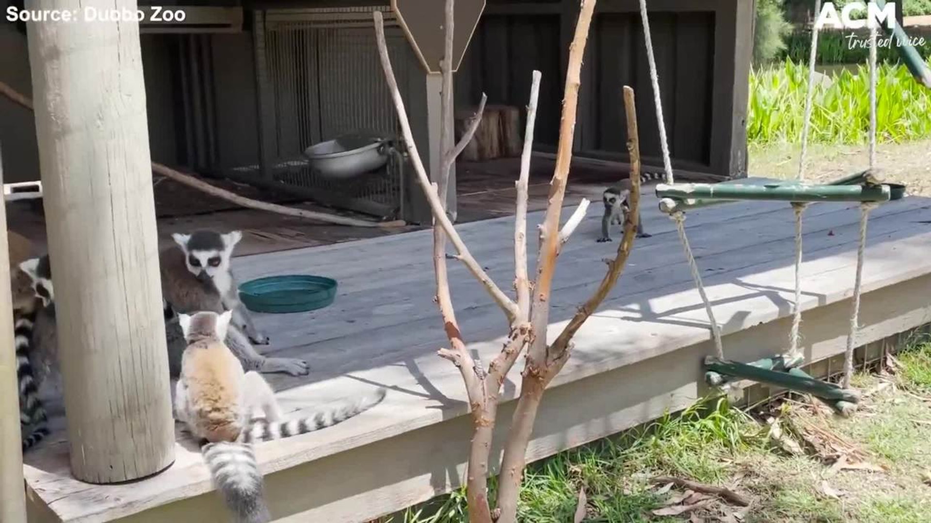 Ring-tailed lemur babies are thriving at Dubbo Zoo | November 26, 2021 | ACM