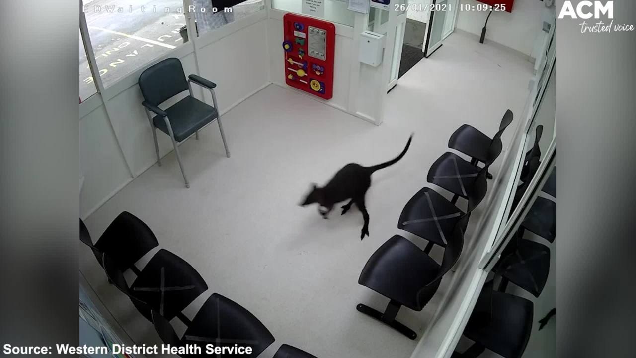 Wallaby hops into hospital emergency department | December 16, 2021 | ACM