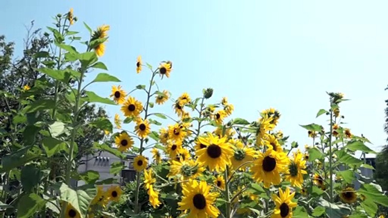 220129-1　ちょうどよい幸せ #6 SD  1080y