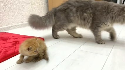 Kisah Sedih Seekor Anak Kucing