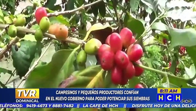 Campesinos y pequeños productores confían en el nuevo gobierno para potenciar sus siembras