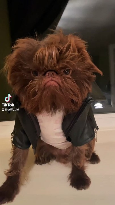 Proshka, who looks like Gizmo from Gremlins. Pictures: Stefani Doherty / https://www.instagram.com/griffy.girl/