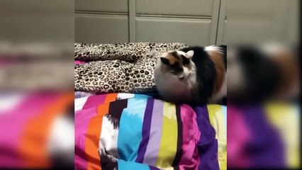 Baby Cats - Cute and Funny Cat Videos Compilation #41 - Aww Animals