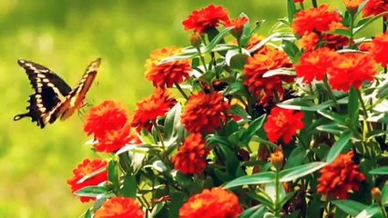 Beautiful Relaxing Music, Stress Relief Music, Study Music, Calm Music, Deep Sleeping Music, Relax