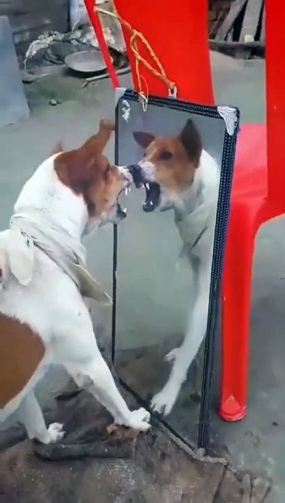Dog barking with funny