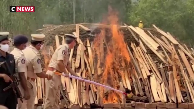 Inde : 200 tonnes de marijuana détruites par la police