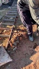 Perrito albañil se vuelve viral por ayudar a trabajadores: "sin miedo al éxito"