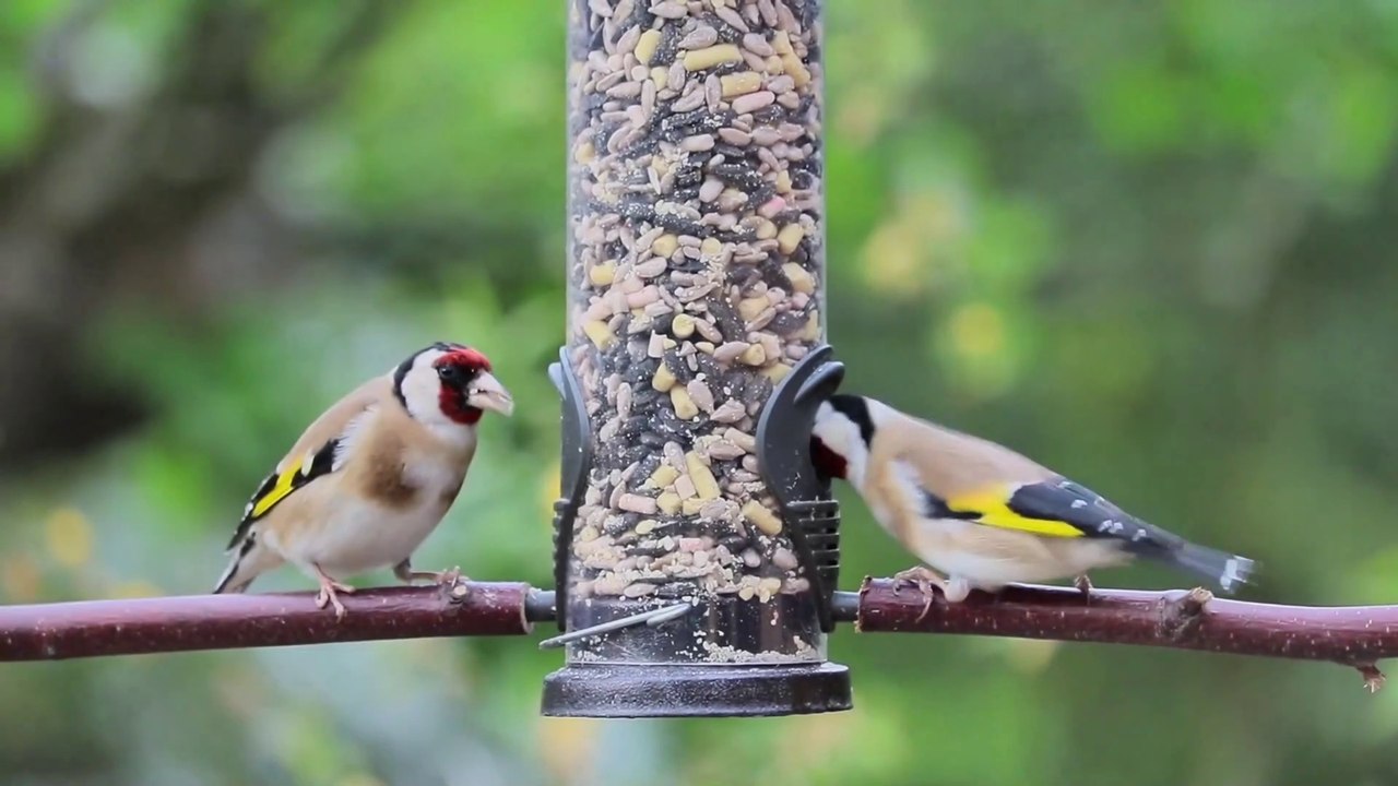 Beautiful birds (4K)