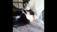 cat 18