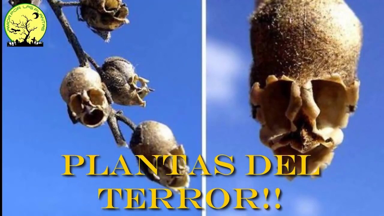 Plantas del  terror!!