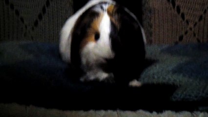 CAVIA PORCELLUS TURMERIC 102_8111