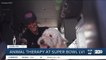 Animal therapy dogs deployed to support first responders at the Super Bowl