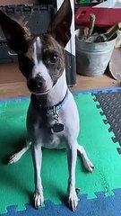 Princess plays fetch with Paul from shed