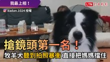 搶鏡頭第一名！ 牧羊犬聽到拍照暴衝 直接把媽媽擋住