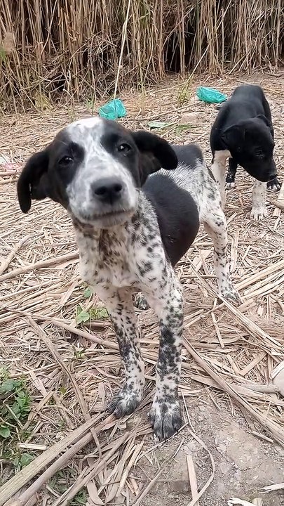 Beautiful  dogs