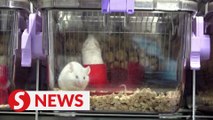 Switzerland could be first to ban animal testing