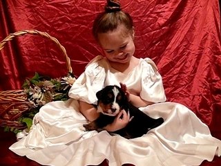 5 mars chiots R & S et notre petite www.lesbernois.com