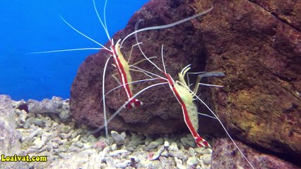 Tôm Bác Sĩ - Tôm vệ sinh Thái Bình Dương - Pacific Cleaner Shrimp (Lysmata amboinensis)