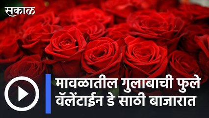 Valentine Day |  मावळातील गुलाबाची फुले वॅलेंटाईन डे  साठी बाजारात | Sakal |