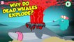 Why Do Dead Whales Explode? | Whale Explosion | The Dr Binocs Show | Peekaboo Kidz
